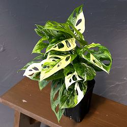 マドカズラ：白斑タイプ　3.5号鉢植え