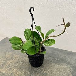 ホヤ：オボバタ　4号吊り鉢*