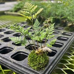 トキワシノブの苔玉　2号サイズ　皿付き