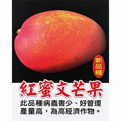 マンゴー：紅蜜文マンゴー　6号