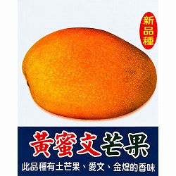 マンゴー：黄蜜文マンゴー　6号