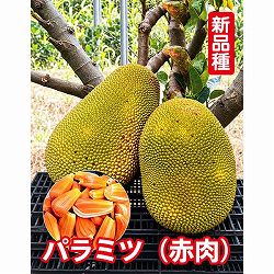 パラミツ（ジャックフルーツ）：矮性パラミツ(赤肉)　6号