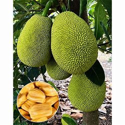 パラミツ（ジャックフルーツ）：泰8パラミツ　6号