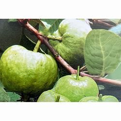 グアバ：水蜜グアバ　6号