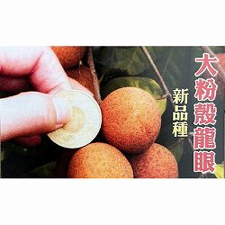 リュウガン：大粉殻龍眼　6号