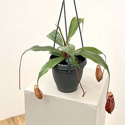 ネペンテス：スキー　4号り鉢