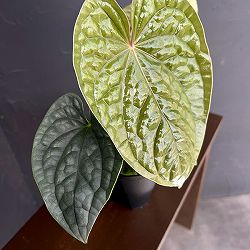 アンスリウム：ルクリアンス　4号鉢植え