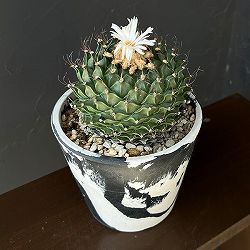 サボテン：オブレゴニア・デネグリイ（帝冠）4.5号26-06