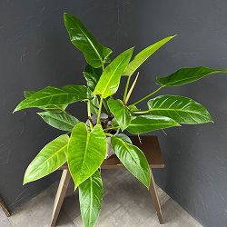 フィロデンドロン：インペリアルゴールド　5号鉢植え