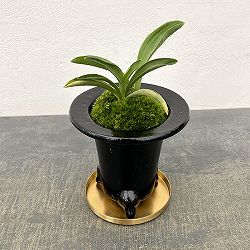 [ギフトに]オモト（万年青）：出世実生・鉢植え／RAKU プランター O-85