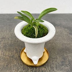 [ギフトに]オモト（万年青）：出世実生・鉢植え／RAKU プランター 白 O-85