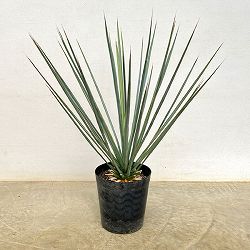 ユッカ：リギダ8号鉢植え