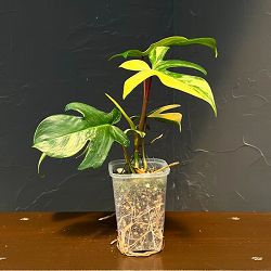 フィロデンドロン：フロリダビューティーバリエガータ（斑入）　3号ネガミエル植え