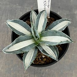 アガベ：アメリカーナ　メディオピクタ(華厳)　3.5号鉢植え