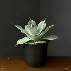 アガベ：パリー（吉祥天） 5号鉢植え