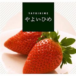 [26年10月中下旬予約]イチゴ（一季なり）：やよいひめ2.5号ポット* 3株セット