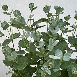 ユーカリ：グニー（サイダーガム） 4号鉢植え