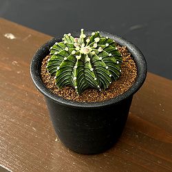 ギムノカリキウム：フリードリヒ（フリードリッヒ）　LB2178　3号鉢植え