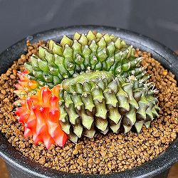 サボテン：ギムノカリキウム　無刺牡丹玉石化　ダブルヘッド　3号鉢植え