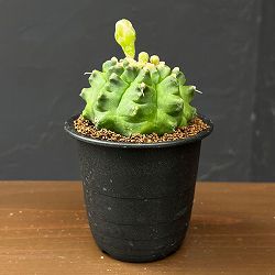 サボテン：ギムノカリキウム　ミノハビッチ　モンスト　3号鉢植え26-02