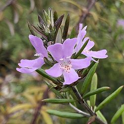 ウエストリンギア：緑葉紫花6号ポット