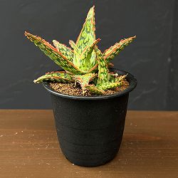 アロエ：オリジナルハイブリット　3号鉢植え26-15