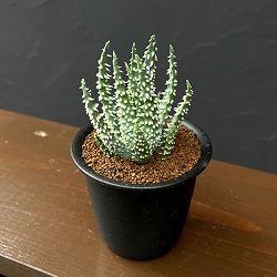 アロエ：フミリス　シャーク　3号鉢植え