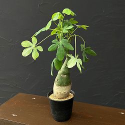 アデニア：グラウカ　3号鉢植え