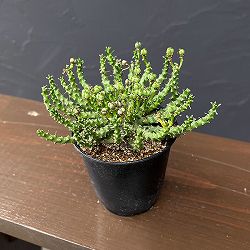 ユーフォルビア：ゴルゴニス　3号鉢植え*