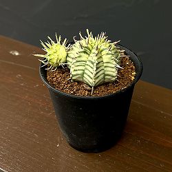 ユーフォルビア：メロフォルミス錦　3号鉢植え