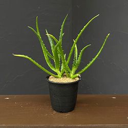 アロエ：sp　3号鉢植え
