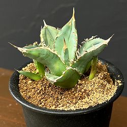 アガベ：チタノタ　sp　3号鉢植え