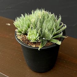 ハオルチア：青い妖精　3号鉢植え