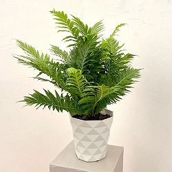ブレクナム（ロマリア） シルバーレディー　6号鉢植え