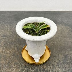 [ギフトに]オモト（万年青）：剣舞・鉢植え／RAKU プランター 白 O-85