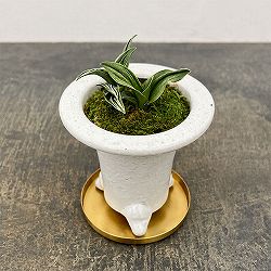 [ギフトに]オモト（万年青）：瑞泉・鉢植え／RAKU プランター 白 O-85