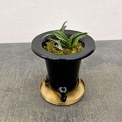 [ギフトに]オモト（万年青）：瑞泉・鉢植え／RAKU プランター O-85