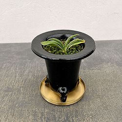 [ギフトに]オモト（万年青）：剣舞・鉢植え／RAKU プランター O-85