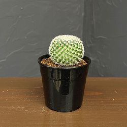 マミラリア：大福丸　2.5号鉢植え*