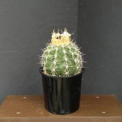 サボテン：メロカクタス　ハクレイウン（白麗雲）　6号鉢植え