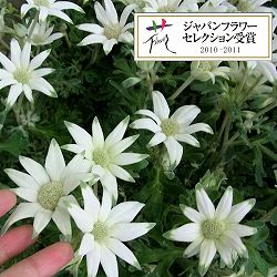 フランネルフラワー：エンジェルスター3.5号ポット*
