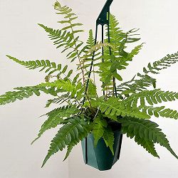 ブレクナム：オッチデンタレ　5号鉢植え