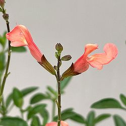 サルビア：ヤメンシス　エルドゥラゾ4.5号ポット