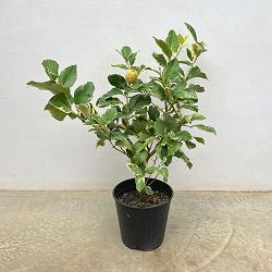 レモン（斑入り）：ピンクレモネード8号鉢植え[実付き]