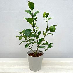 レモン：サイパンレモン 5号鉢植え[実付き]