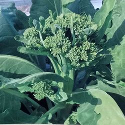 本気野菜（R）濃い花野菜　早摘みやわらか茎ブロッコリー3号ポット苗 12株セット