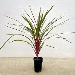 コルジリネ：サンダンス5号鉢植え