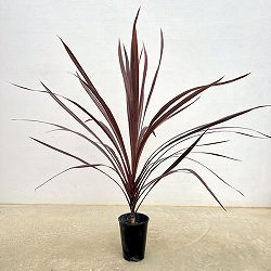 コルジリネ：ブラックナイト5号鉢植え