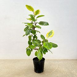 フィカス：アルテシマ （らせん仕立て）7号硬質ポット26-02