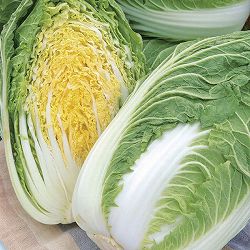 ハクサイ（白菜）：ミニハクサイ　おきにいり（お黄にいり）苗3号ポット